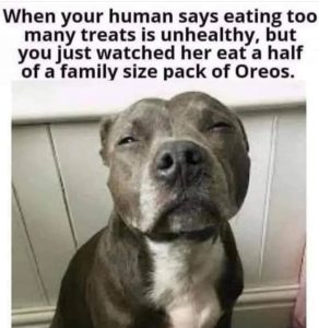 Stupid Bar Memes 625e877es1053x1081