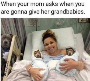 Stupid Bar Memes andbabiessdogssh