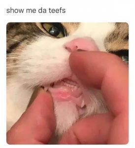 Stupid Bar Memes nJIUxmc