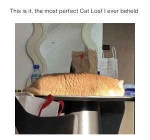 Stupid Bar Memes rfectscatsloafsev