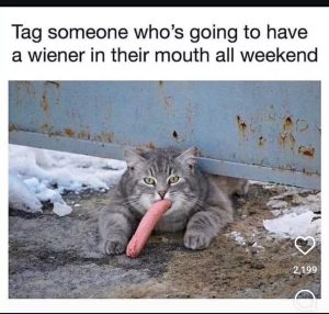 Stupid Bar Memes 6787d358201a1