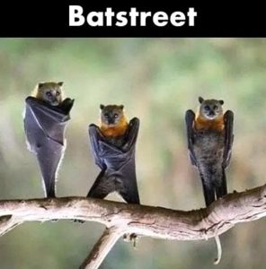 Stupid Bar Memes BEERmess01s10s25s33s6