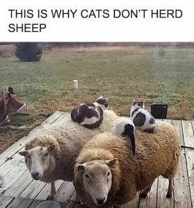 Stupid Bar Memes aAyyDV0s700b