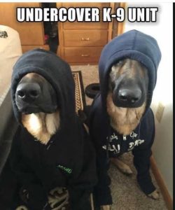 Stupid Bar Memes dnitshoodies