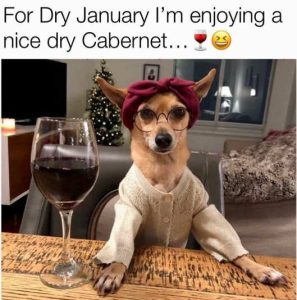 Stupid Bar Memes dognernetsnewsyea