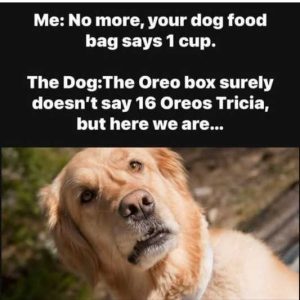 Stupid Bar Memes dsoreosboxsdoesntss