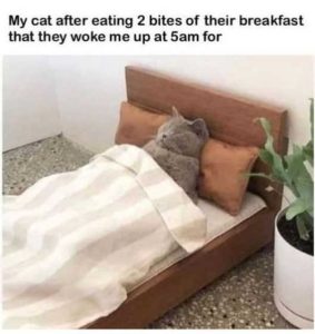 Stupid Bar Memes gs2sbitessbreakfa