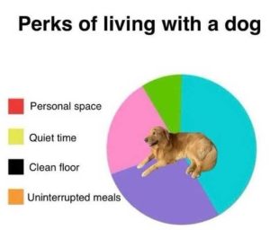 Stupid Bar Memes hsdogspersonalss