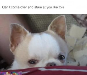 Stupid Bar Memes n1p99at