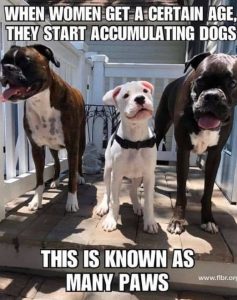 Stupid Bar Memes womenollectingsdog