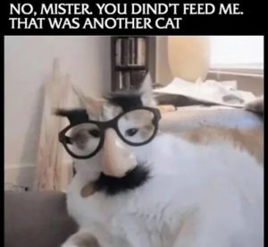 Stupid Bar Memes 031924ssers97s618x568