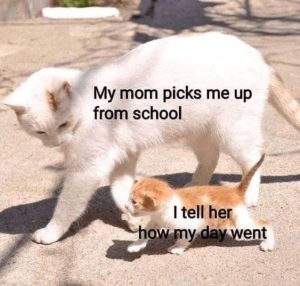 Stupid Bar Memes 7a9ffcfbd06213f