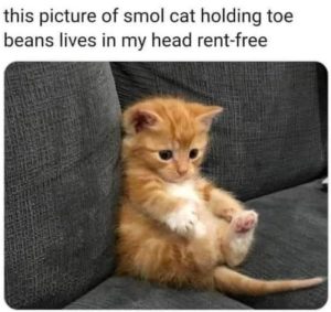 Stupid Bar Memes aVvgVrMs700b