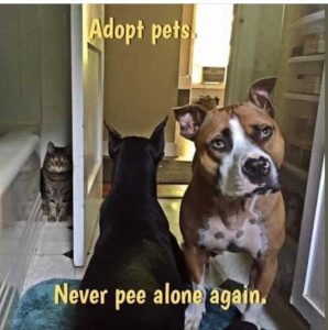 Stupid Bar Memes adoptesalongsagain