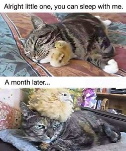Stupid Bar Memes birdssleepsonesmonthsla