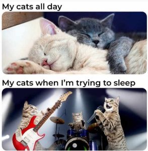 Stupid Bar Memes catenstryingstosslee