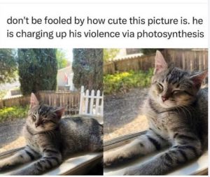 Stupid Bar Memes catsdontutescharging