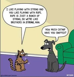 Stupid Bar Memes catsplayingssdogsrope