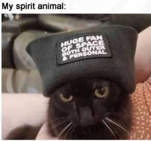 Stupid Bar Memes catssansspace