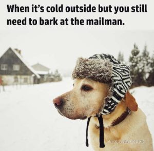 Stupid Bar Memes dogesstillshavesbark