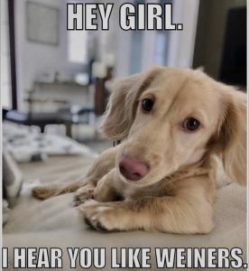 Stupid Bar Memes dogshsyouslikesweine