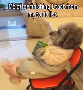 Stupid Bar Memes dogsmesfinistosdosli