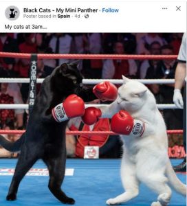 Stupid Bar Memes fb catsxing ring