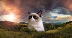 Stupid Bar Memes grumpyscat4344