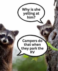 Stupid Bar Memes raccoonssyellingsea