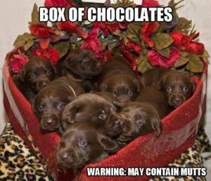 Stupid Bar Memes valentineolates do