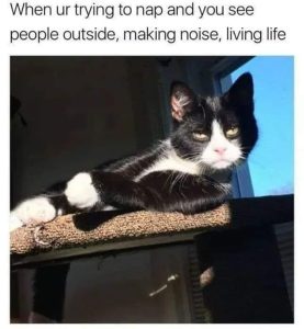 Stupid Bar Memes 3606213s732744