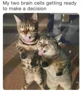 Stupid Bar Memes 67c1702d5b7e5