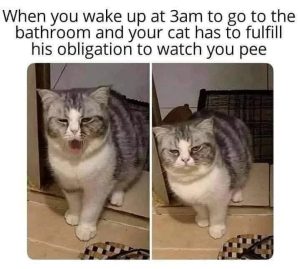 Stupid Bar Memes 67c37418ee0cc