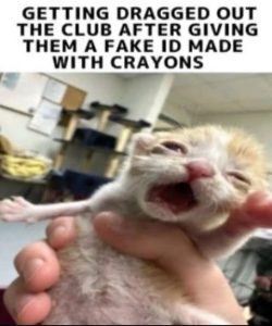 Stupid Bar Memes 67c3e39b8feea