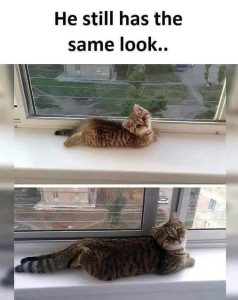 Stupid Bar Memes 67dd8cdb8a135