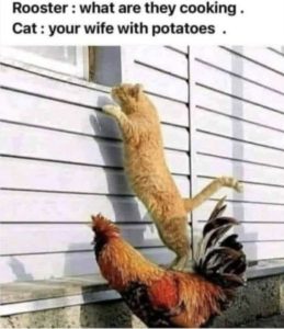 Stupid Bar Memes 77d15e0979ae7