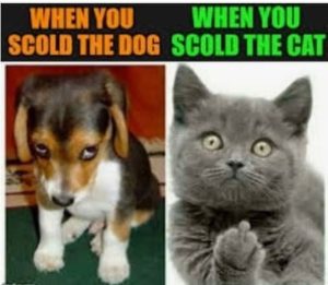 Stupid Bar Memes 9d6e495d88e683fd2
