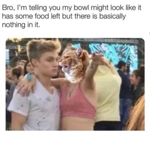 Stupid Bar Memes a7oe5Oqs700b