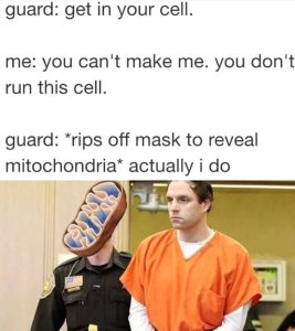 Stupid Bar Memes a9yv3A1s700b