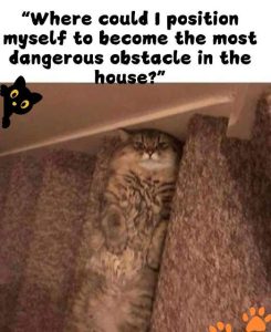 Stupid Bar Memes catsangeroussstairs