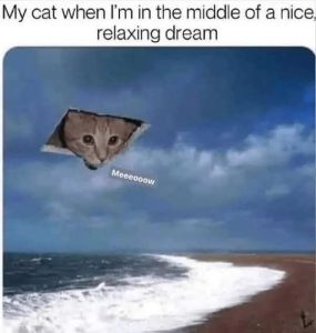 Stupid Bar Memes catsmiddlsdreamsbeach