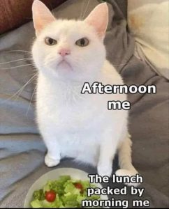 Stupid Bar Memes catssaladlunchspac