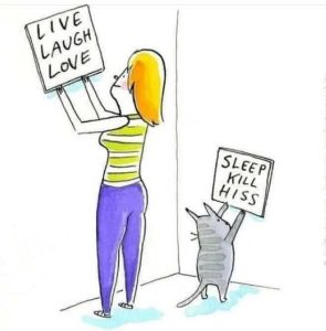 Stupid Bar Memes catsssleepskilomanslive