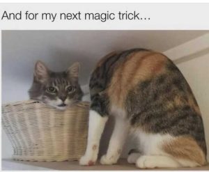 Stupid Bar Memes corsnextsmagicst