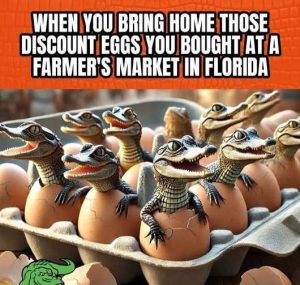 Stupid Bar Memes discossmarketsflo