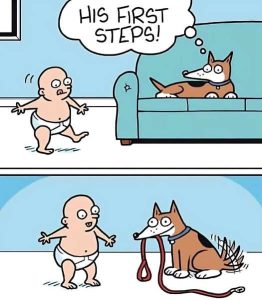 Stupid Bar Memes dogsbabysftepssleashswalk