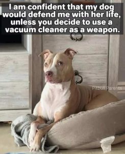 Stupid Bar Memes dogsdefend
