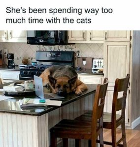 Stupid Bar Memes dogsspendingstoosmuchsti