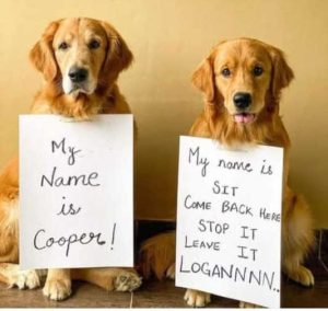 Stupid Bar Memes dogssscooperssitscom