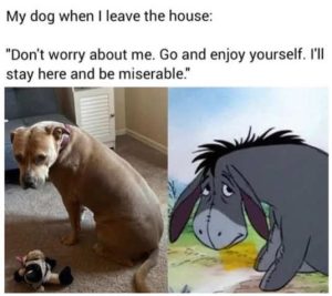 Stupid Bar Memes dogswheesdontsworry